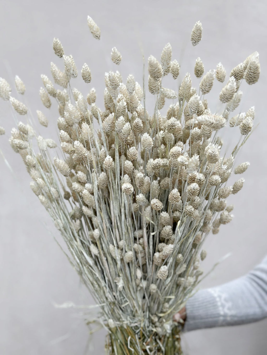 Phalaris White Dried Flowers