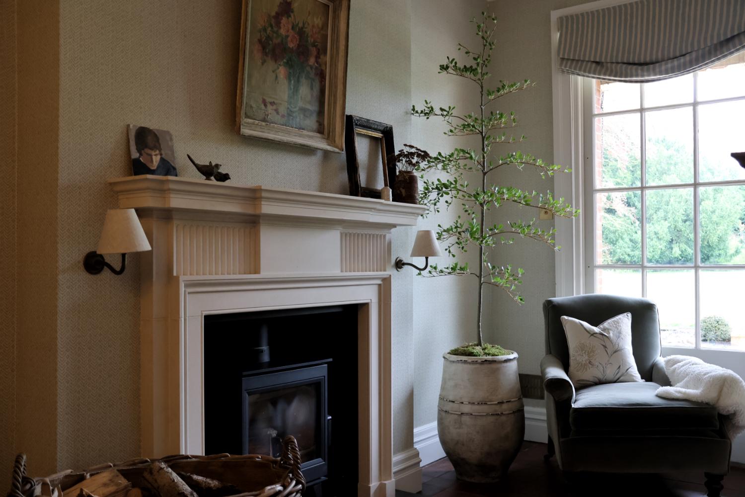 Why the Black Olive Tree is the ‘must-have’ interior tree of the year
