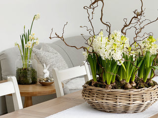 How to style spring bulbs in a glass vase