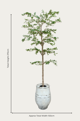 Faux Japanese Quince - 240cm