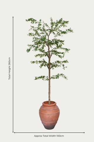 Faux Japanese Quince - 240cm