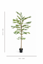Potted artificial shady lady tree with dimensions indicated on a white background