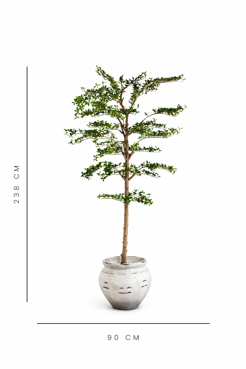 Potted artificial shady lady tree with dimensions indicated on a white background