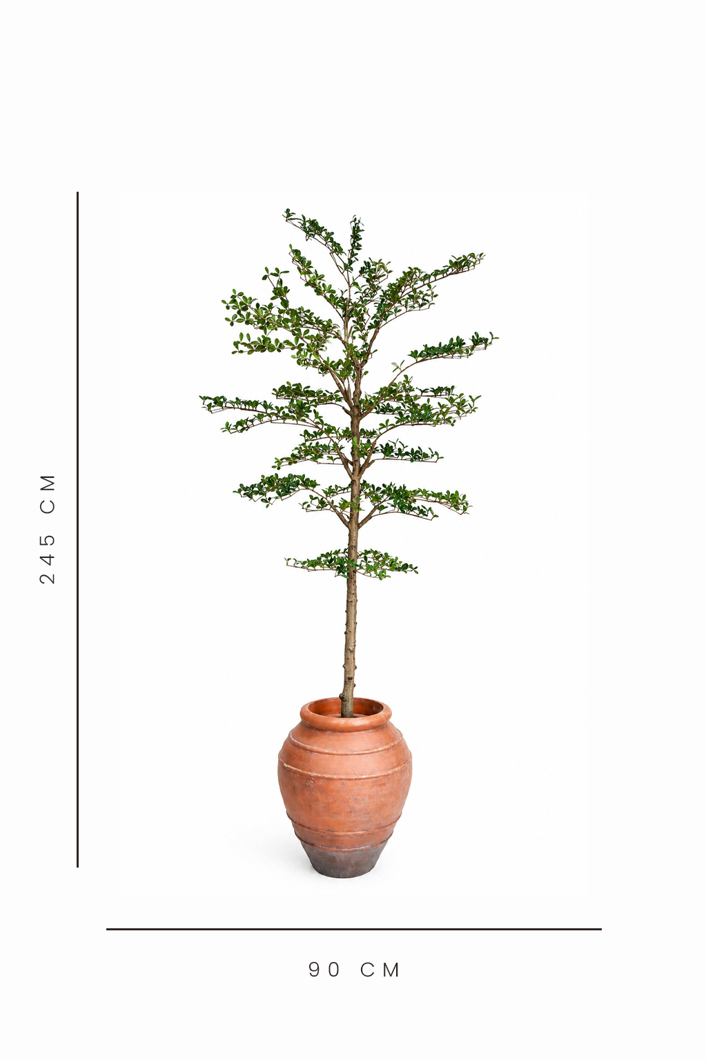 Potted artificial shady lady tree with dimensions indicated on a white background