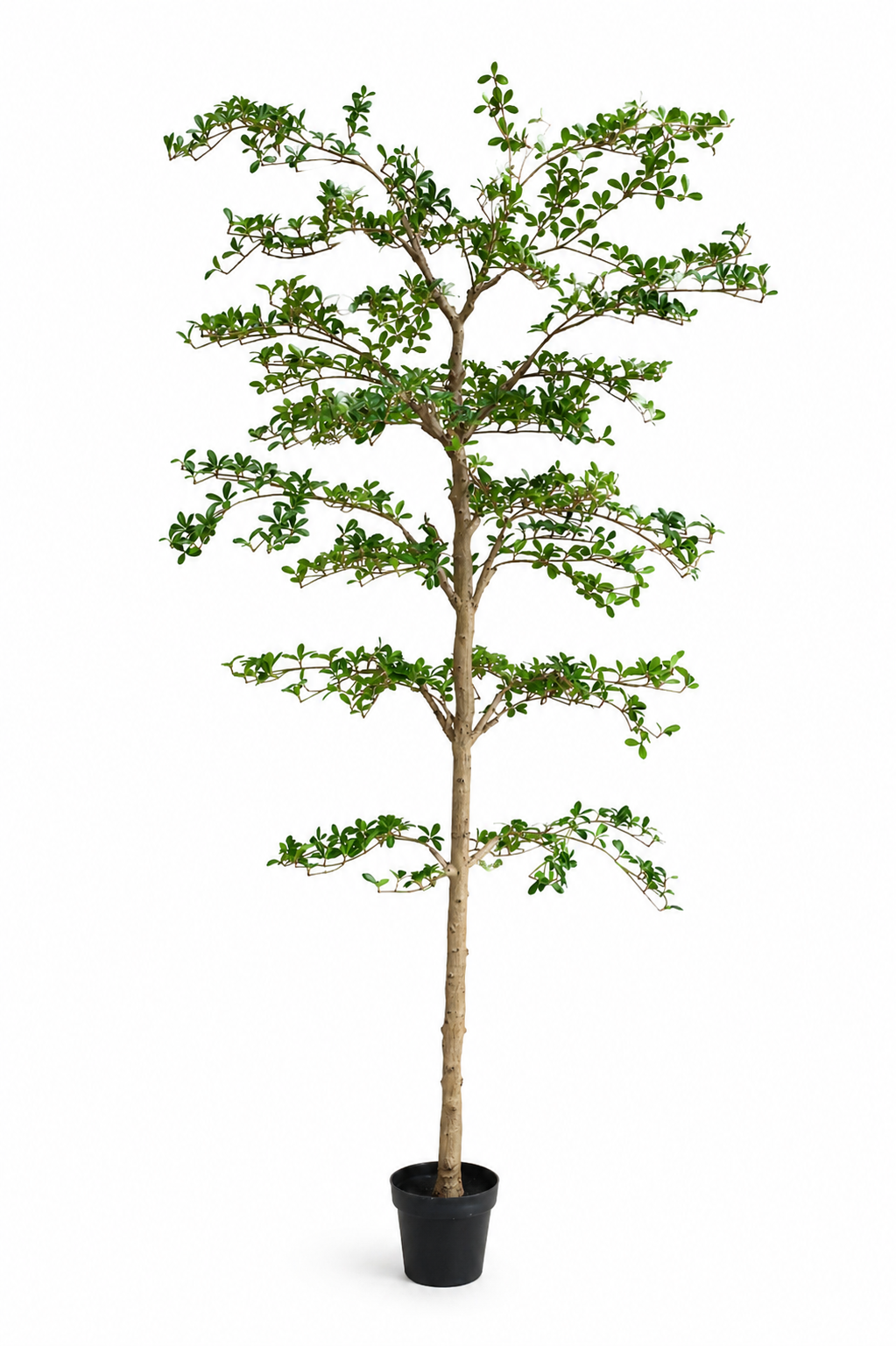 Faux Japanese Quince - 240cm