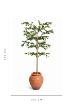 artificial shady lady tree with dimensions indicated on a white background
