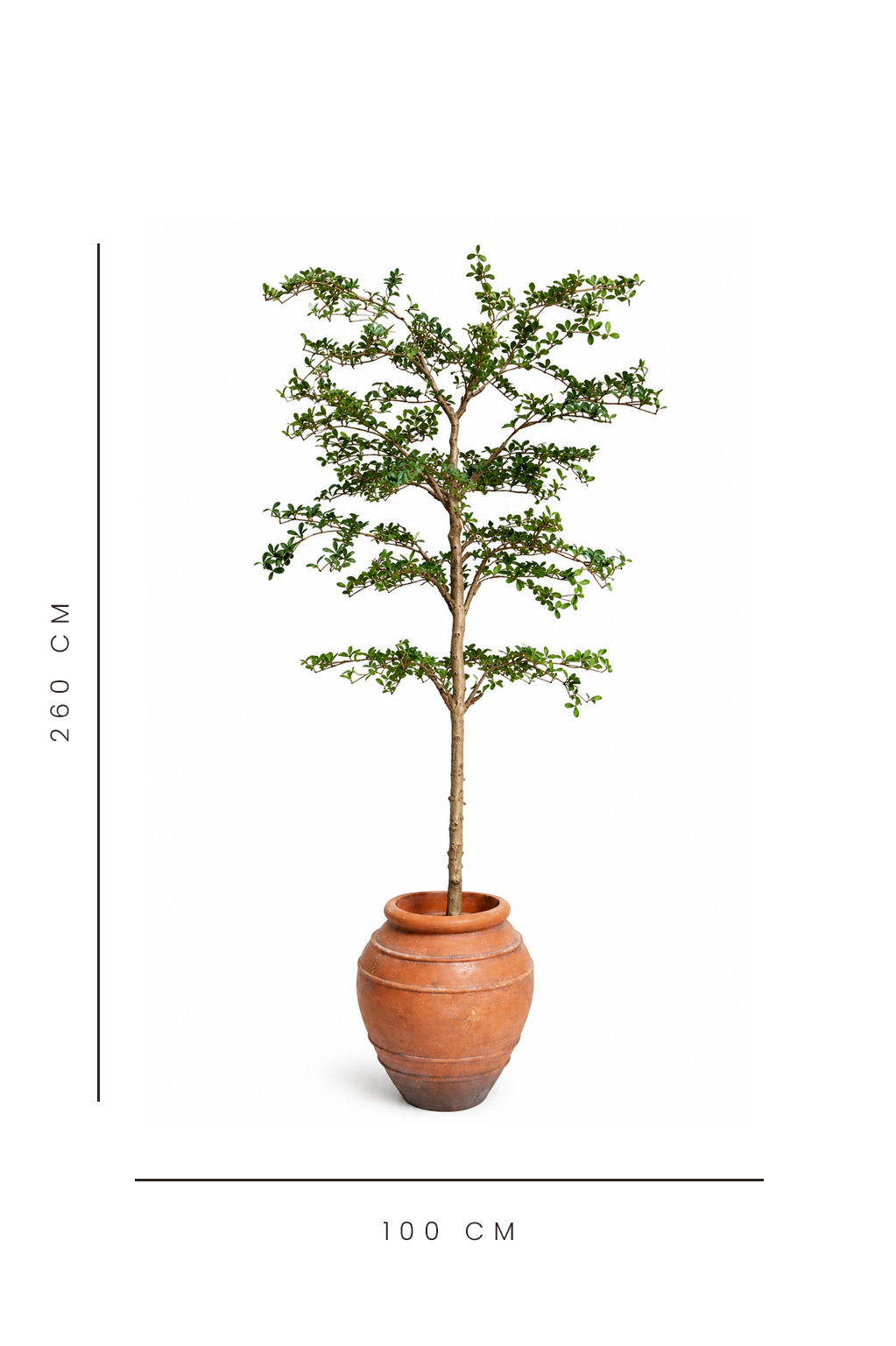 artificial shady lady tree with dimensions indicated on a white background