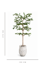 artificial shady lady tree with dimensions indicated on a white background