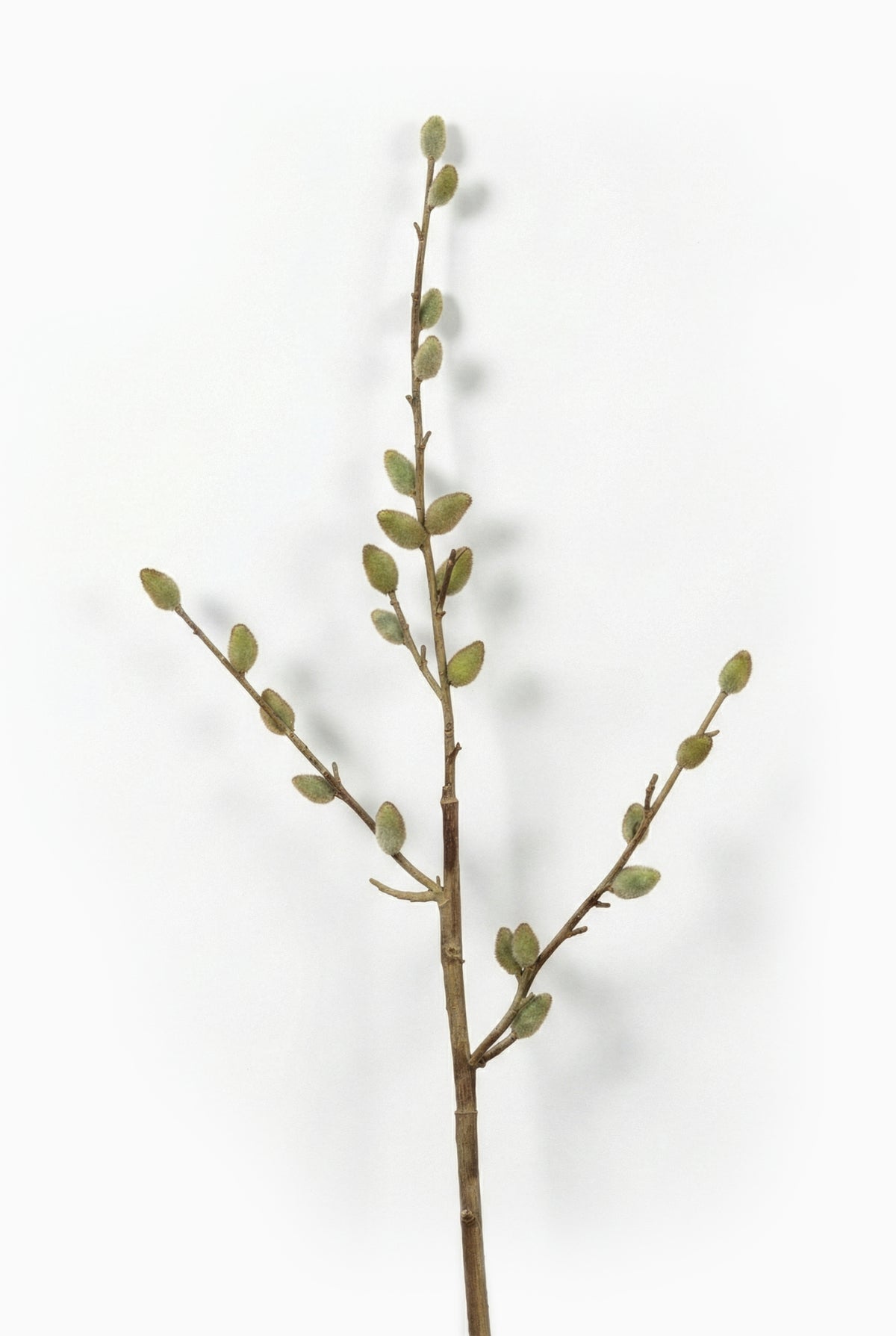 Single willow branch with green buds on a white background