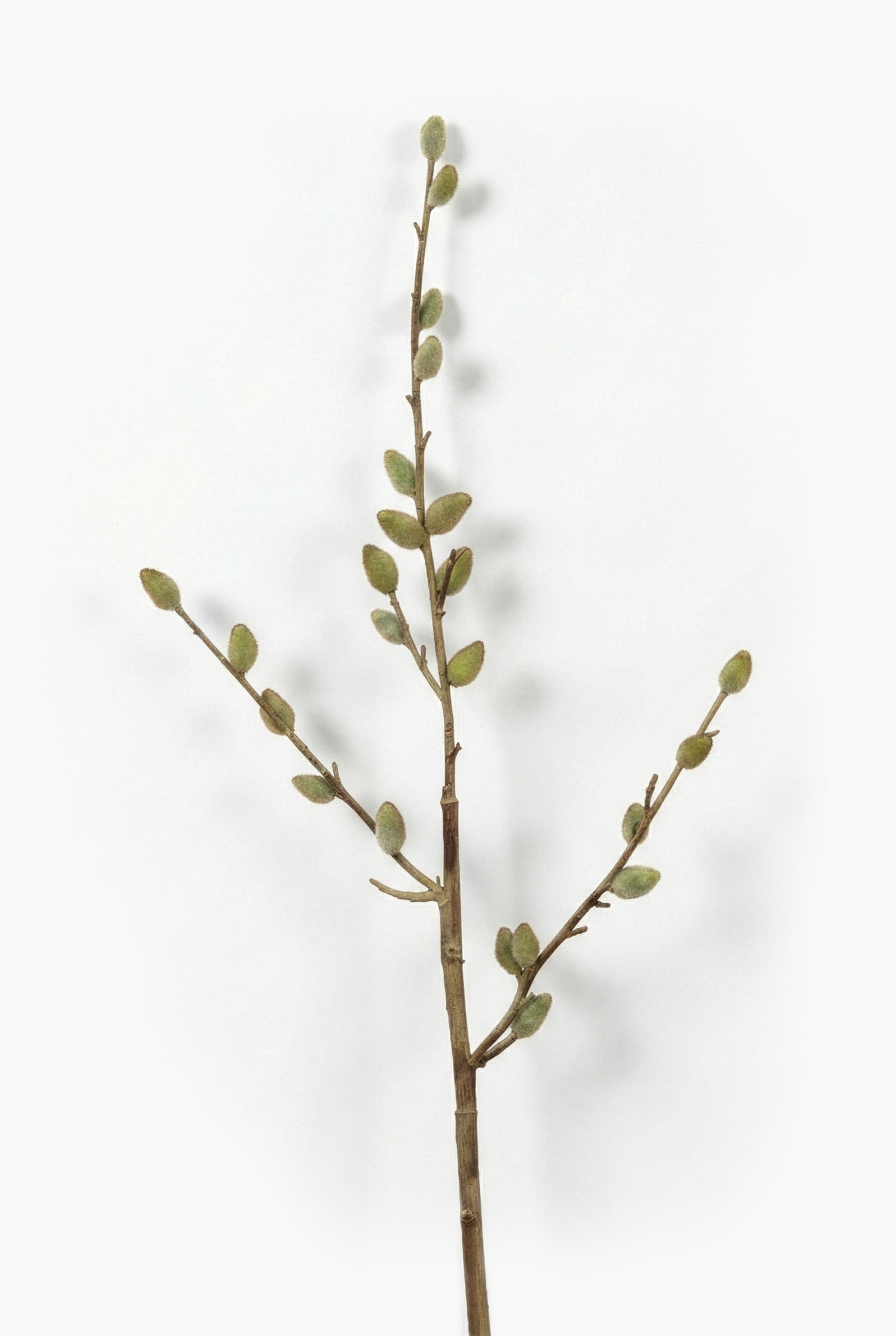 Single willow branch with green buds on a white background