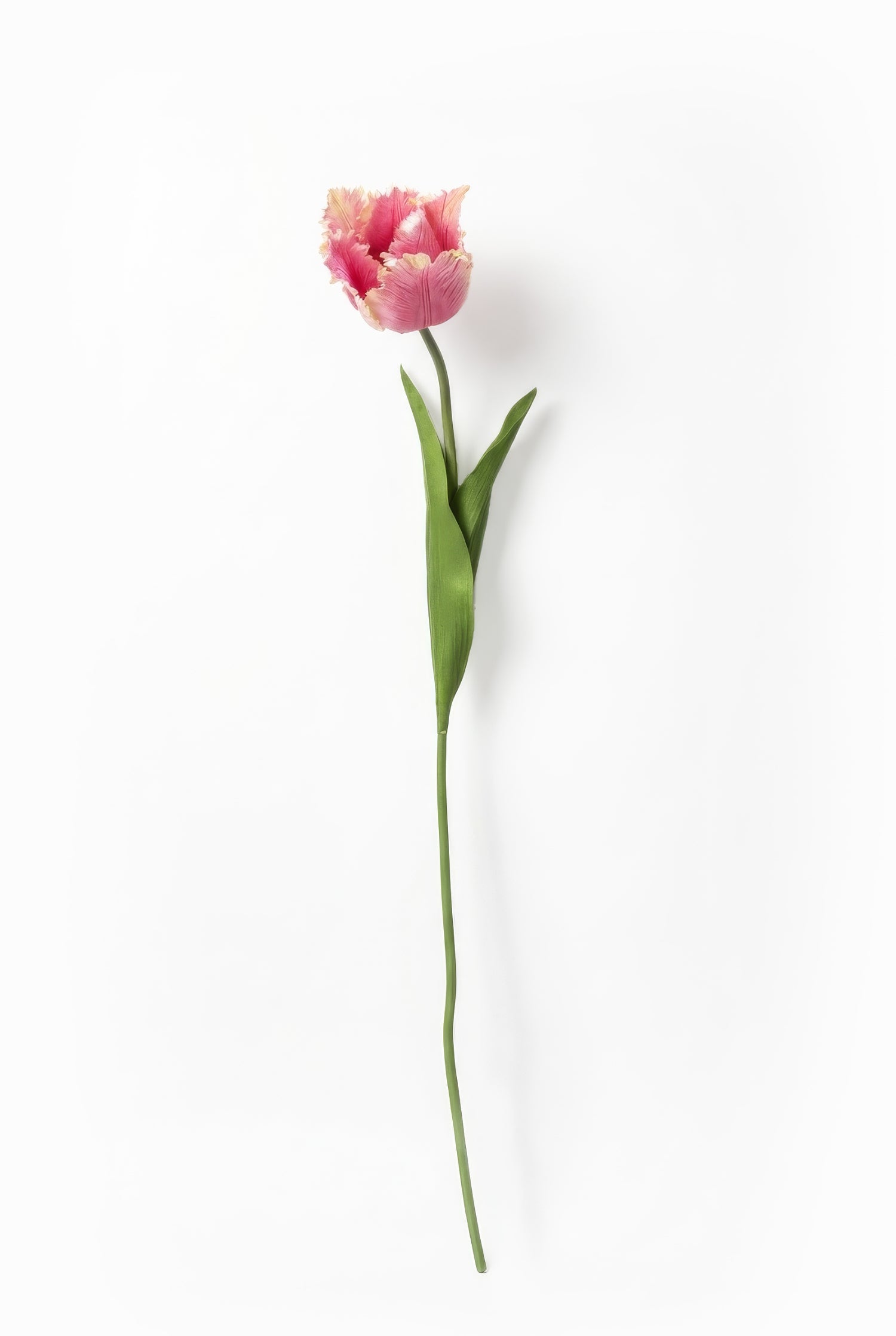 Faux Pink Fringed Tulip