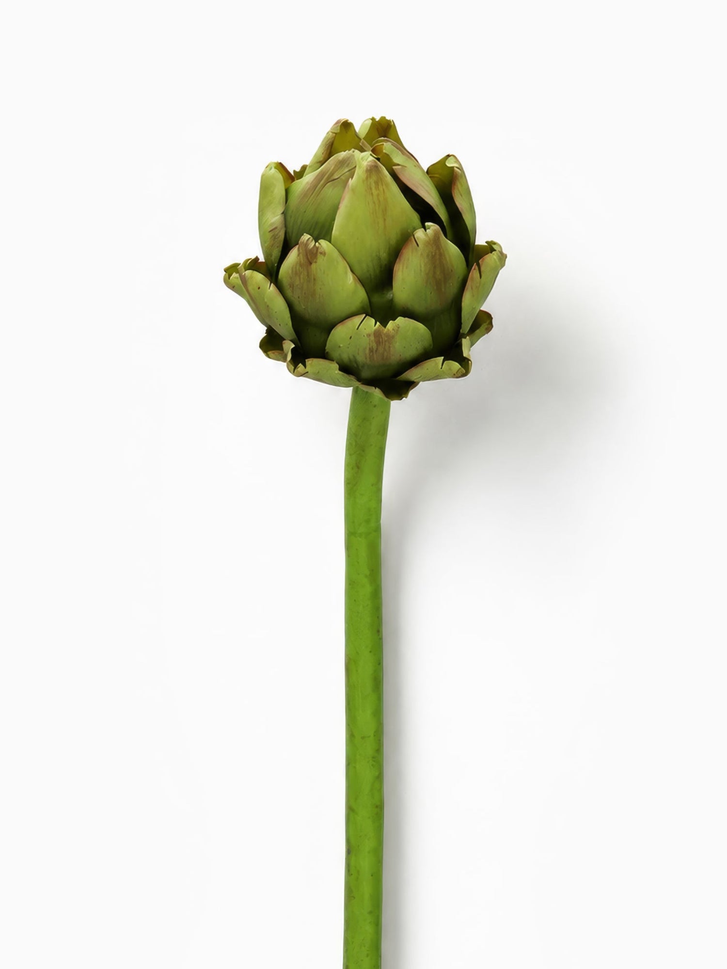 Artichoke