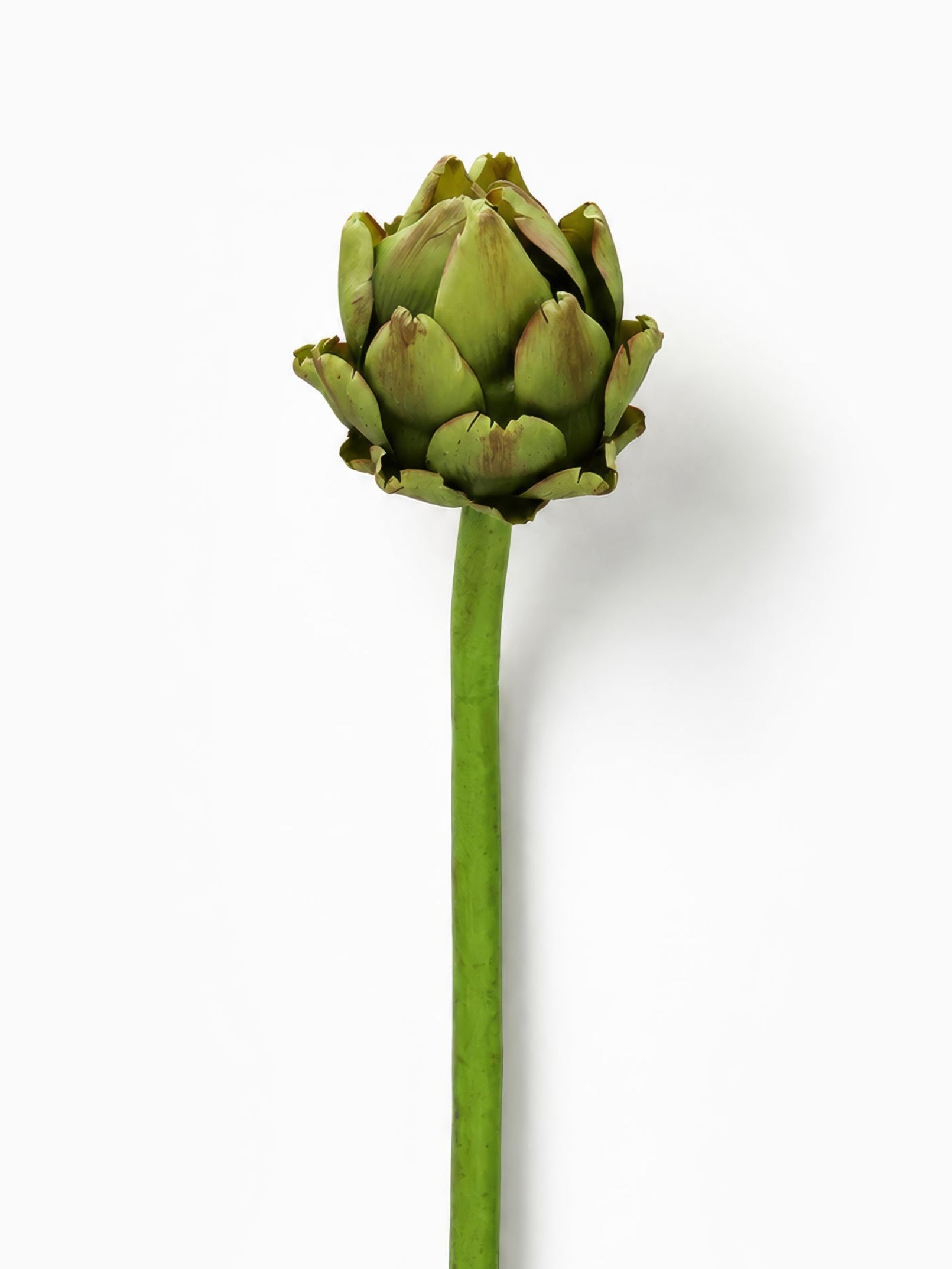 Artichoke