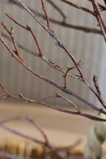 Close-up of thinartificial  reddish-brown twig branches with small buds, arranged against a softly blurred beige background.