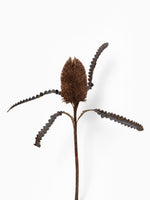 Banksia