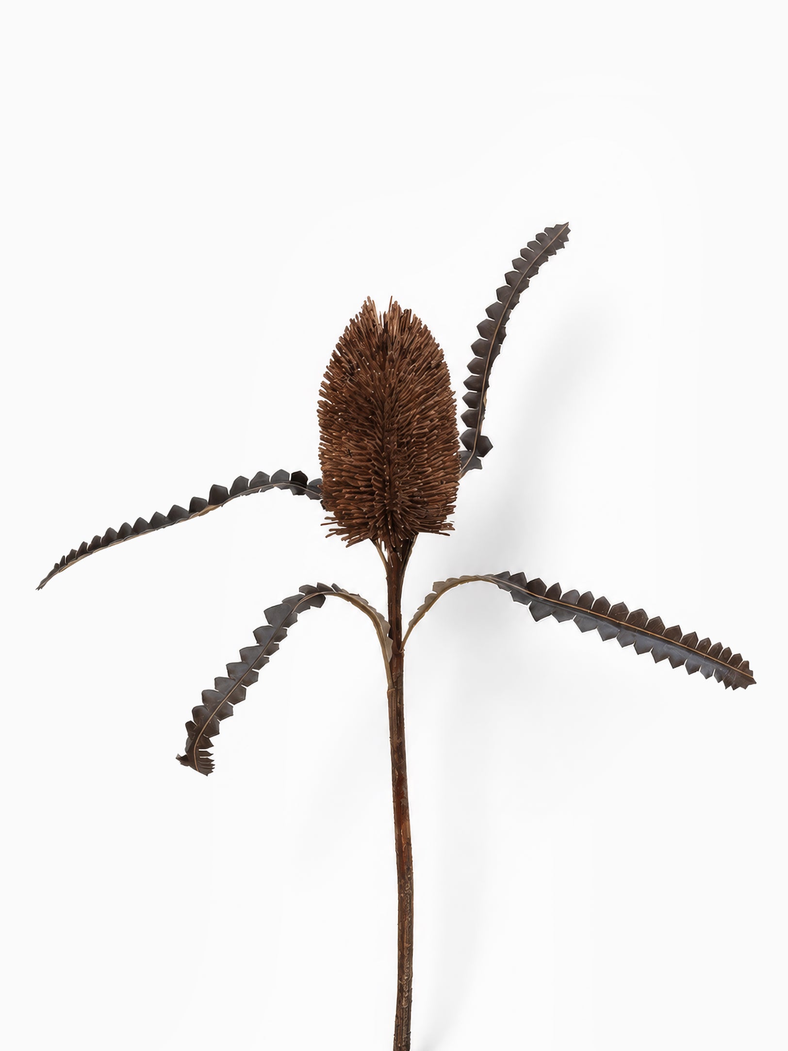 Banksia