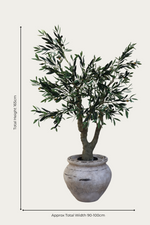 luxury olive tree in barrow planter