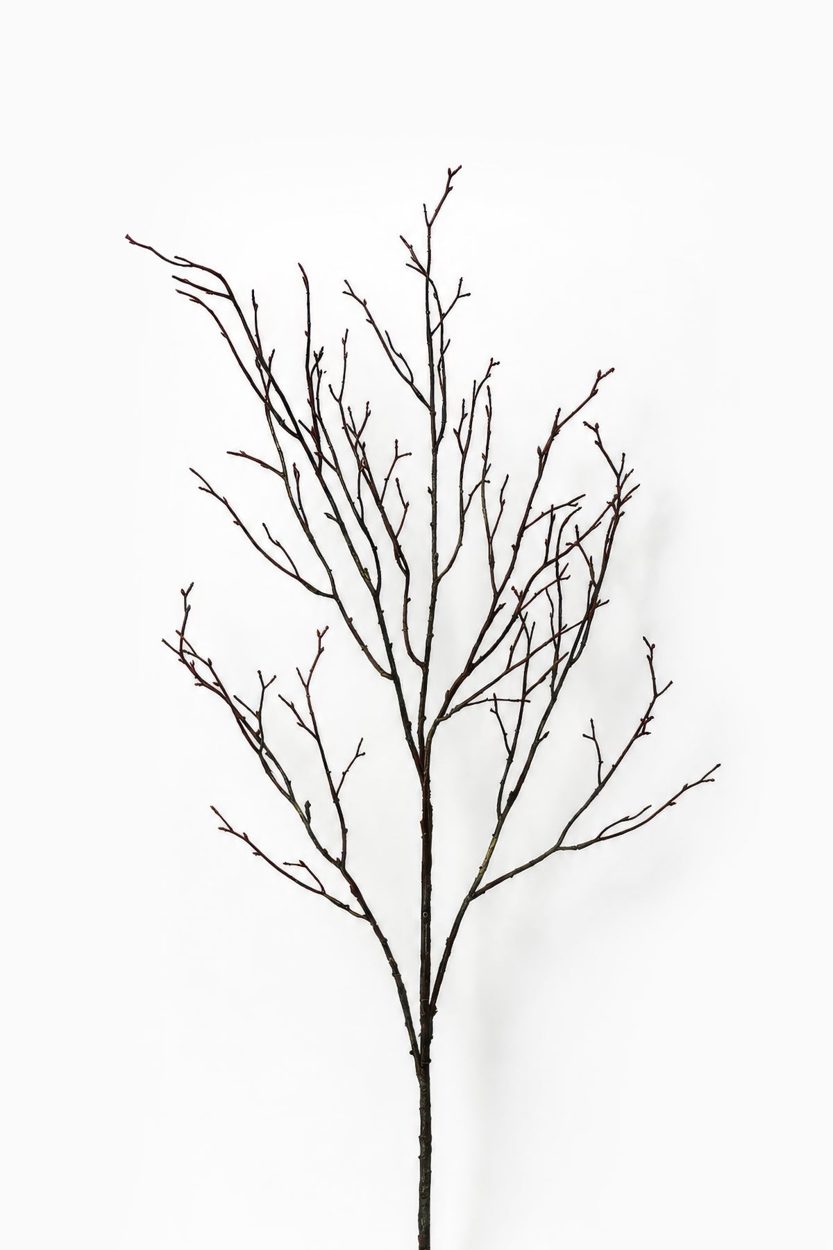 Artificial dark brown Branch on white background 