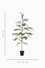 Potted tree with dimensions indicated on a white background