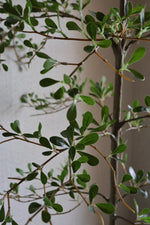 close up of black olive tree faux green leaves and brown stems 