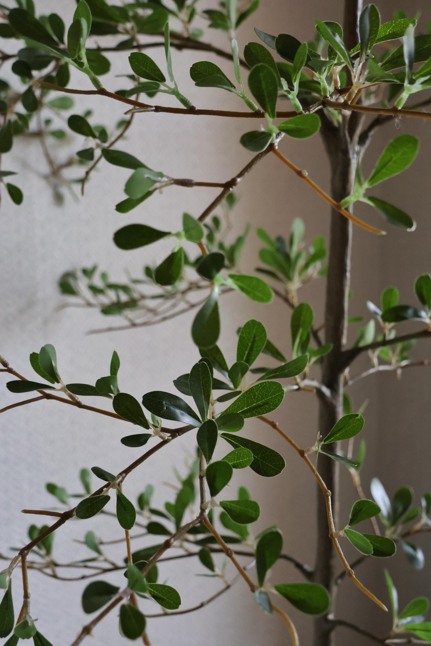 close up of black olive tree faux green leaves and brown stems 