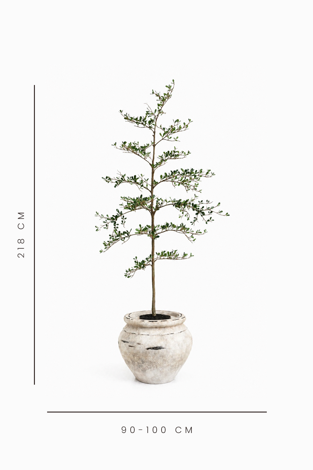 Potted plant with measurement details on a white background