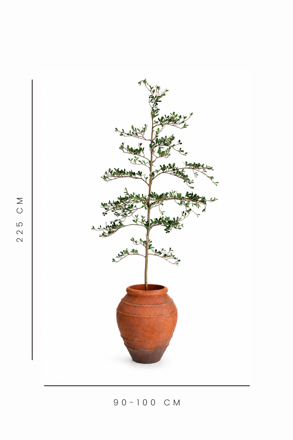Potted plant in a terracotta pot on a white background with measurement details.