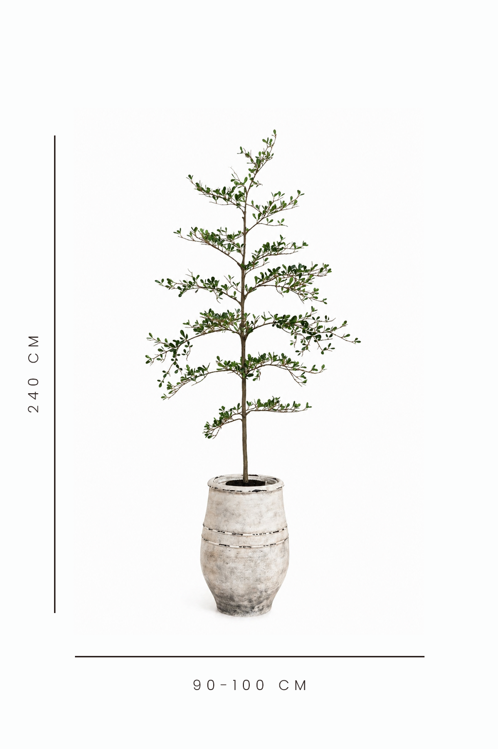 Potted plant with dimensions indicated on a white background