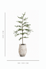 Potted plant with dimensions indicated on a white background