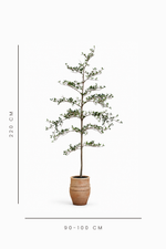 Potted plant with dimensions indicated on a white background