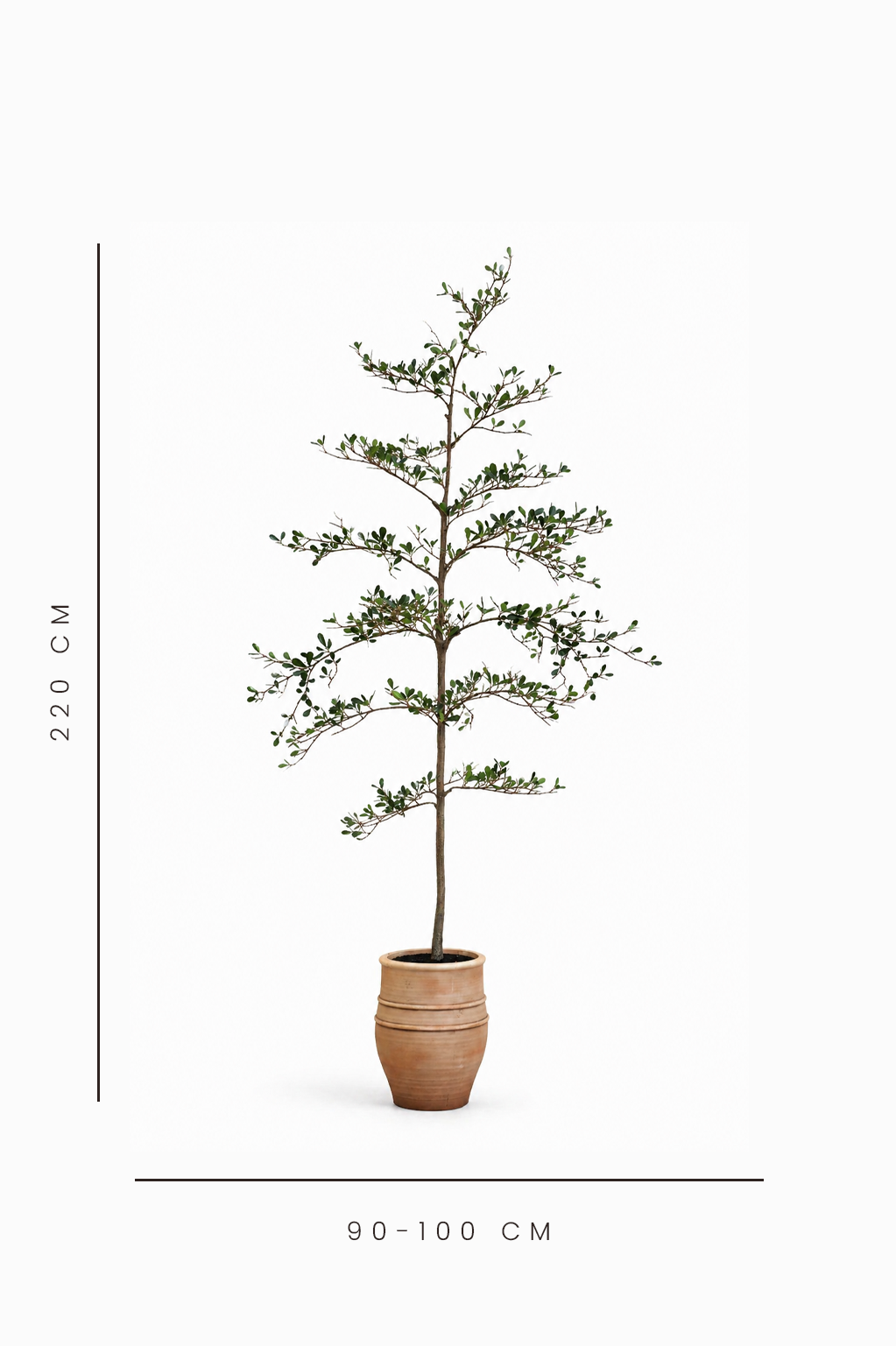 Potted plant with dimensions indicated on a white background
