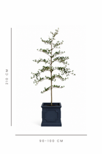 Potted faux tree with dimensions indicated on a white background