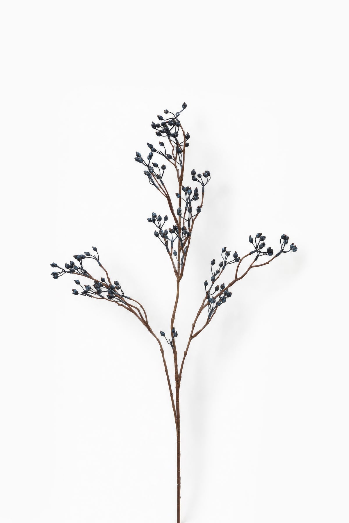 Blue Berry Branch
