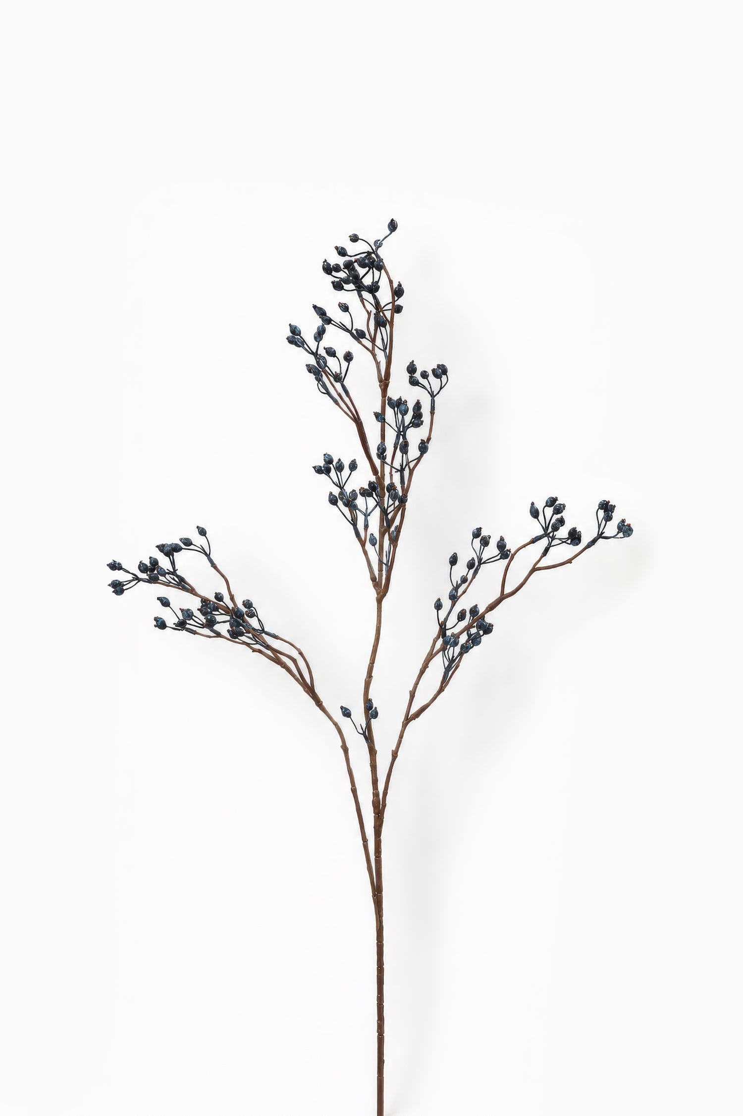 Blue Berry Branch