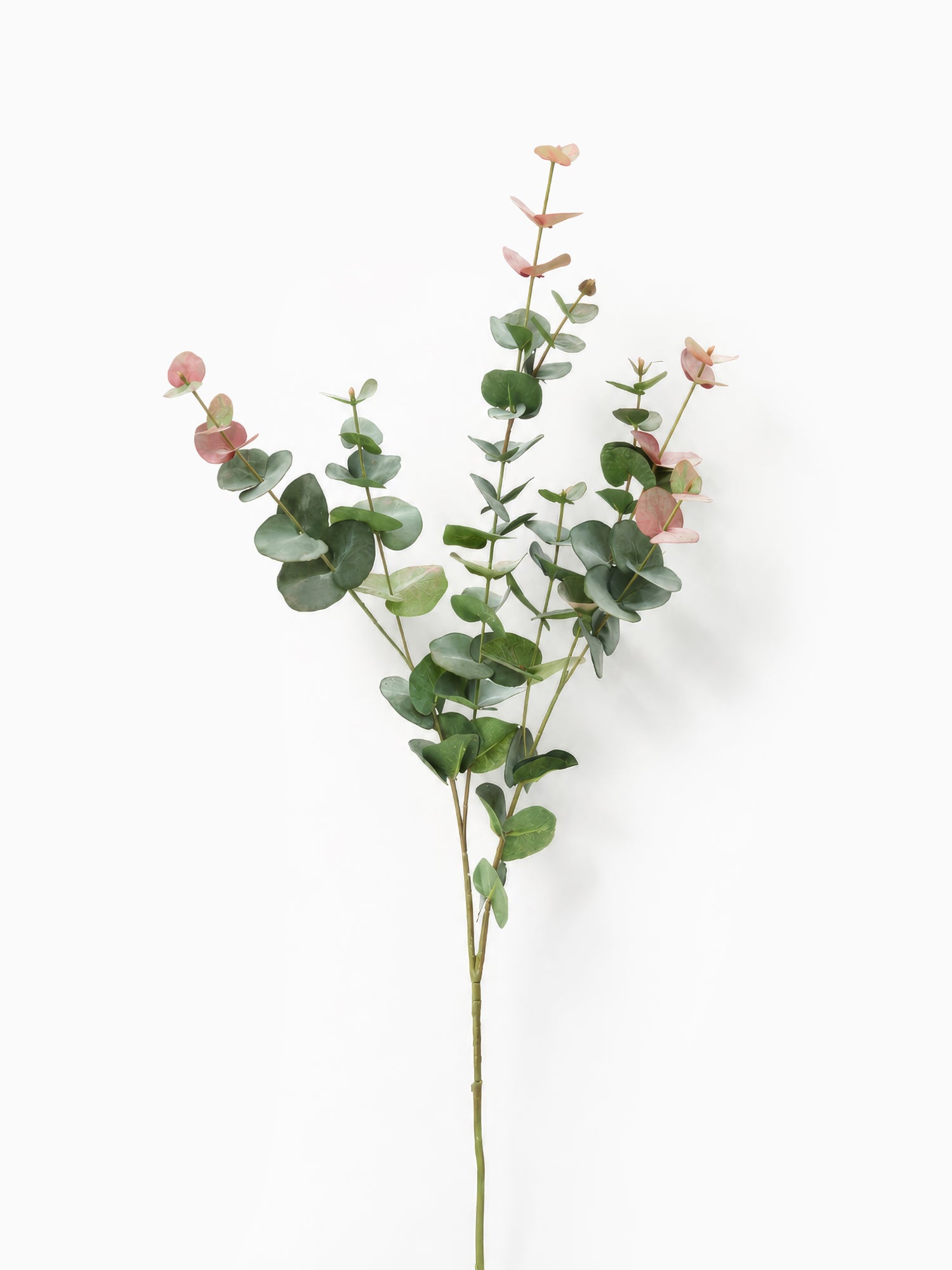 Blush Eucalyptus
