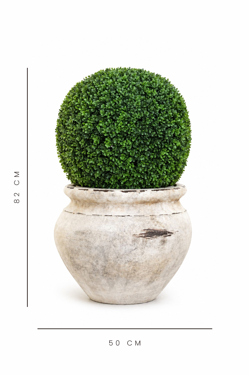 Potted plant with dimensions indicated on a white background