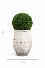 Decorative pot with a green spherical topiary on a white background