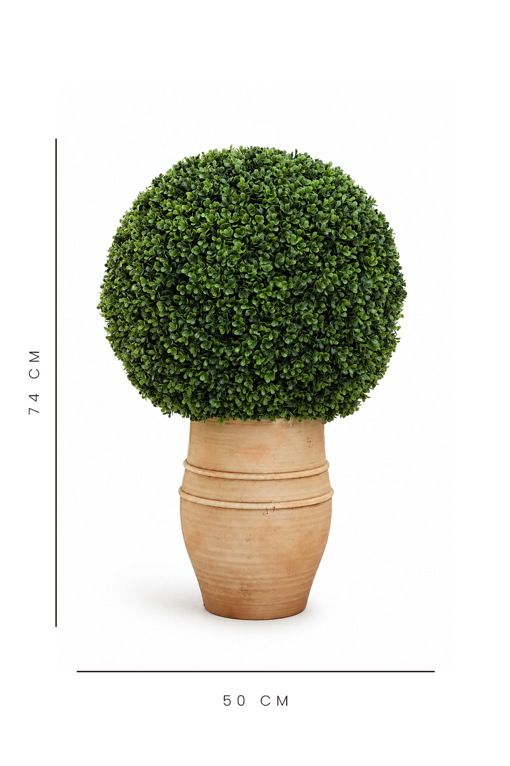 Potted plant with a spherical top in a terracotta pot on a white background