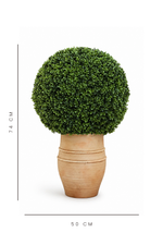 Potted plant with a spherical top in a terracotta pot on a white background