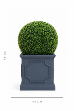 Green spherical topiary in a gray planter with dimensions on a white background