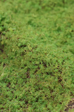 Faux Carpet Moss