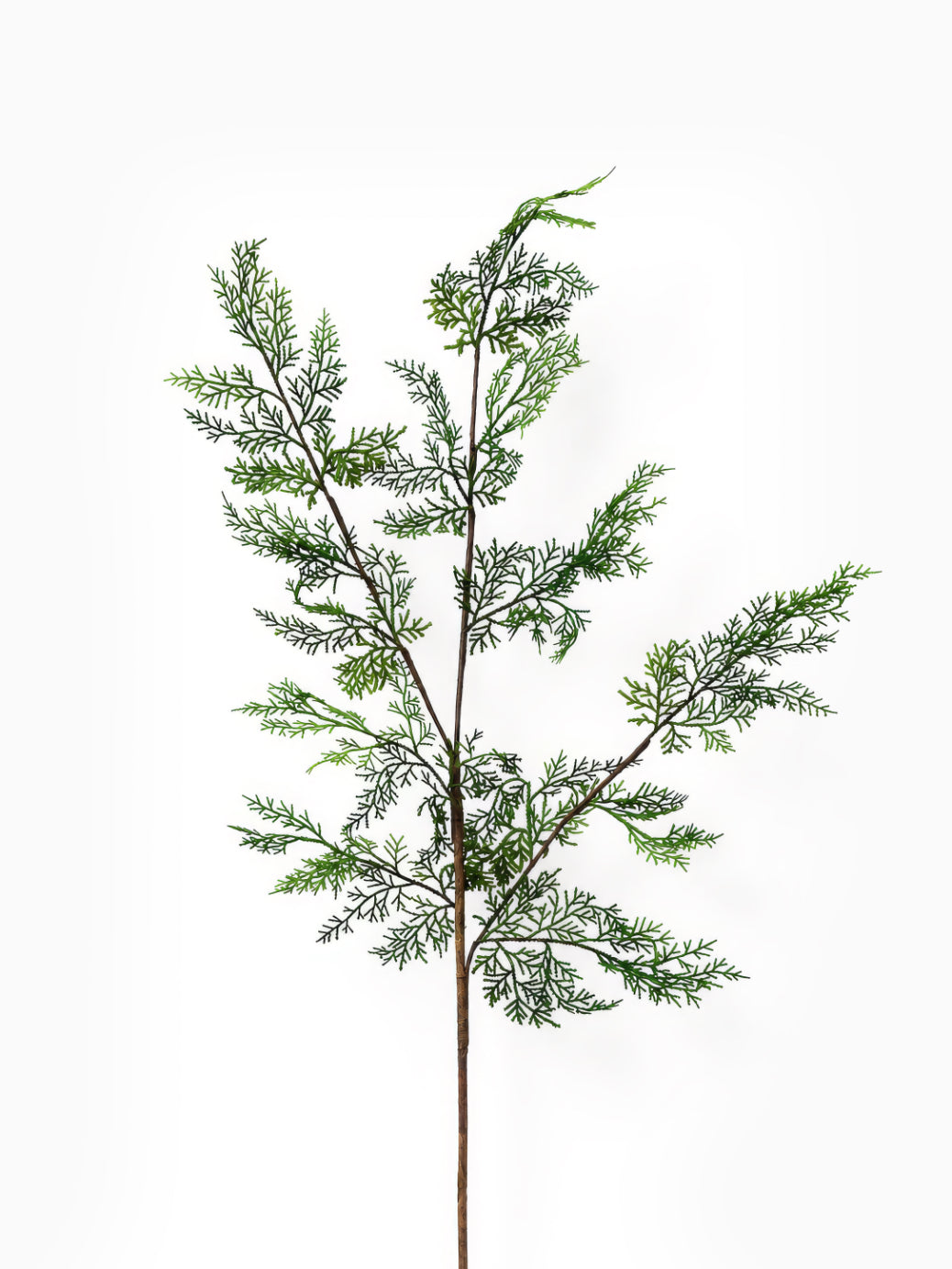 Cedar Branch