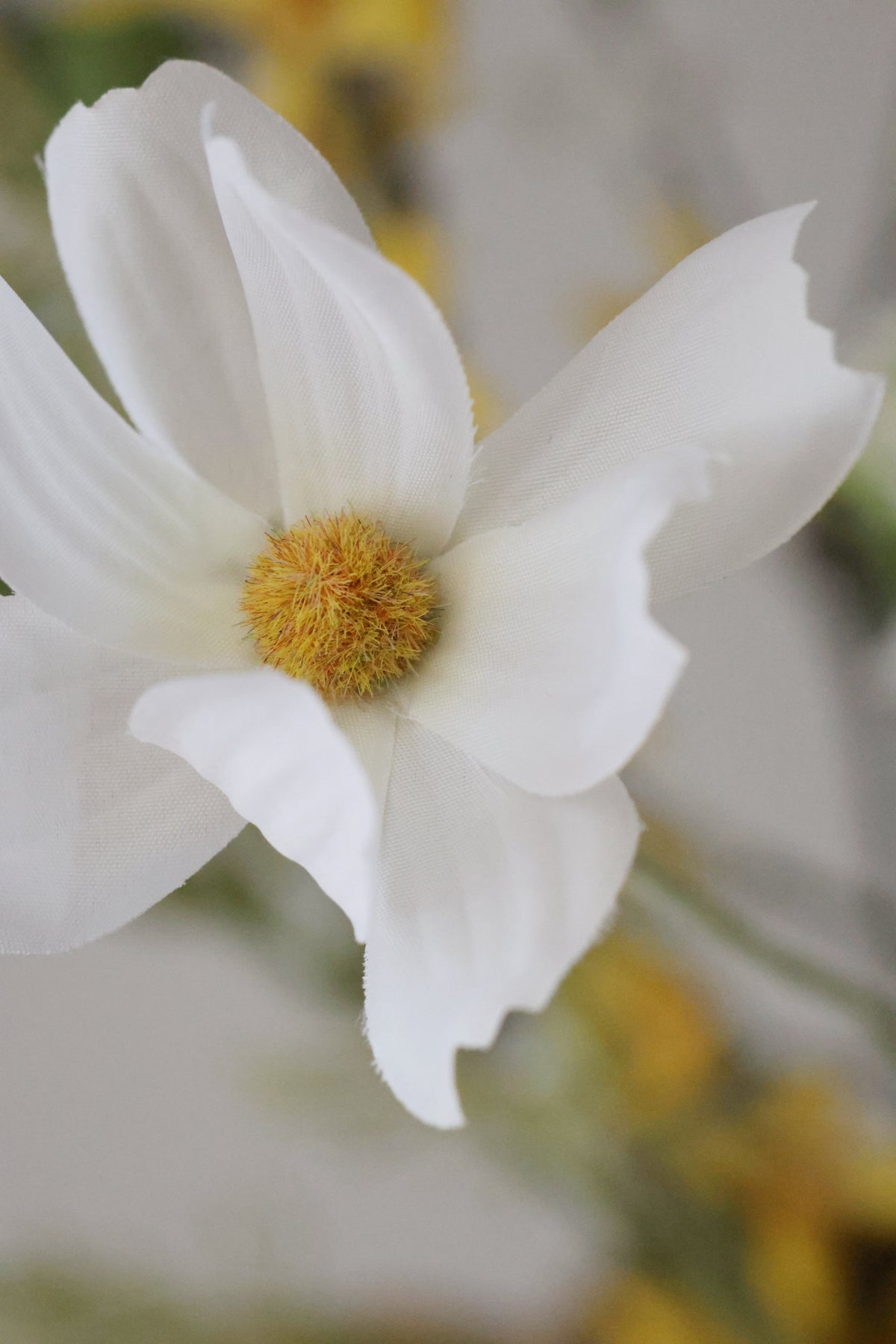 Close-up of a artificial cosmos with white petals and  yellow center against a blurred background
