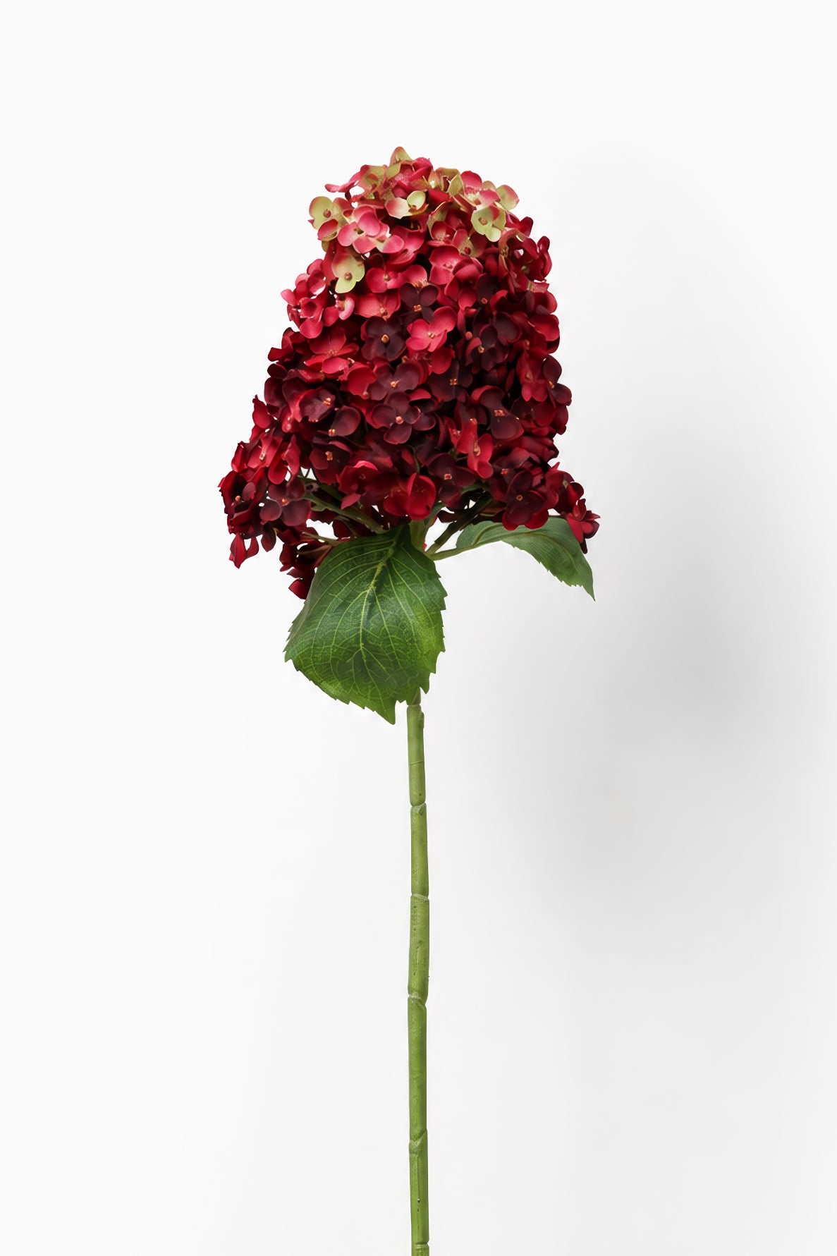 Crimson Cone Hydrangea