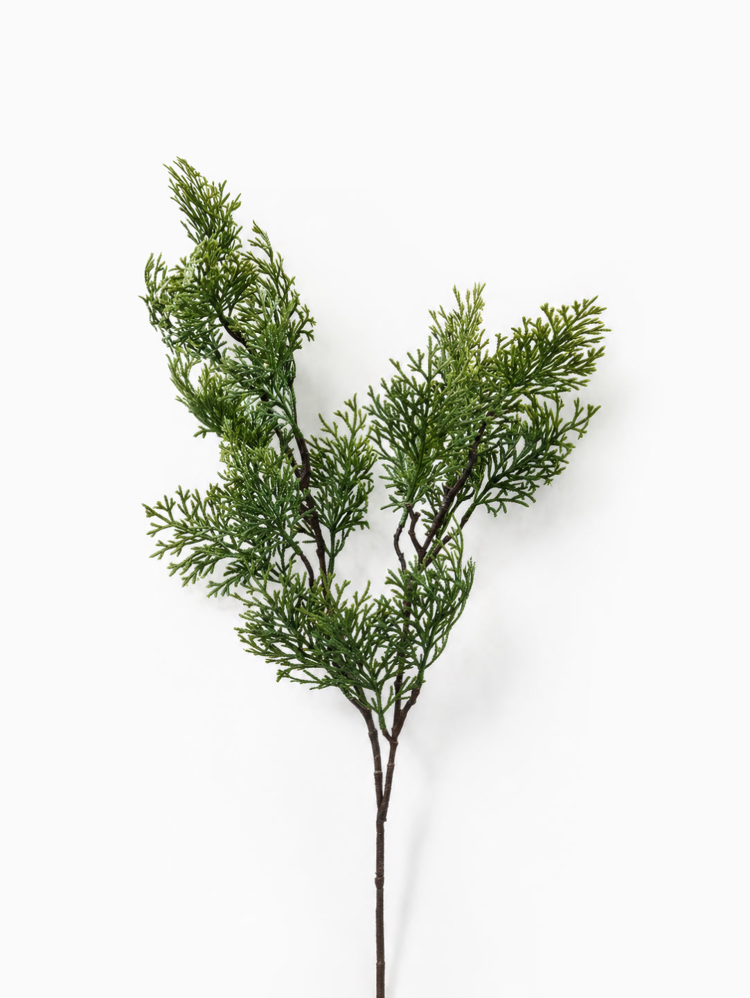 Cypress Branch