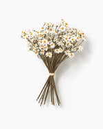 Daisy Bunch
