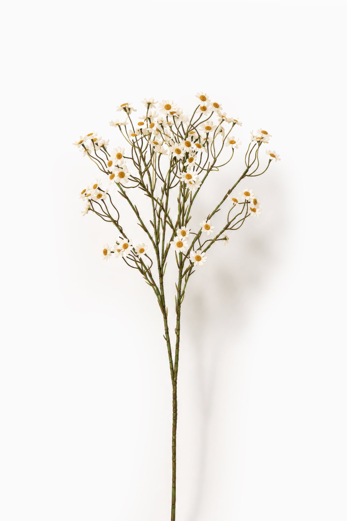Daisy Spray