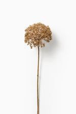 Dried Achillea Beige