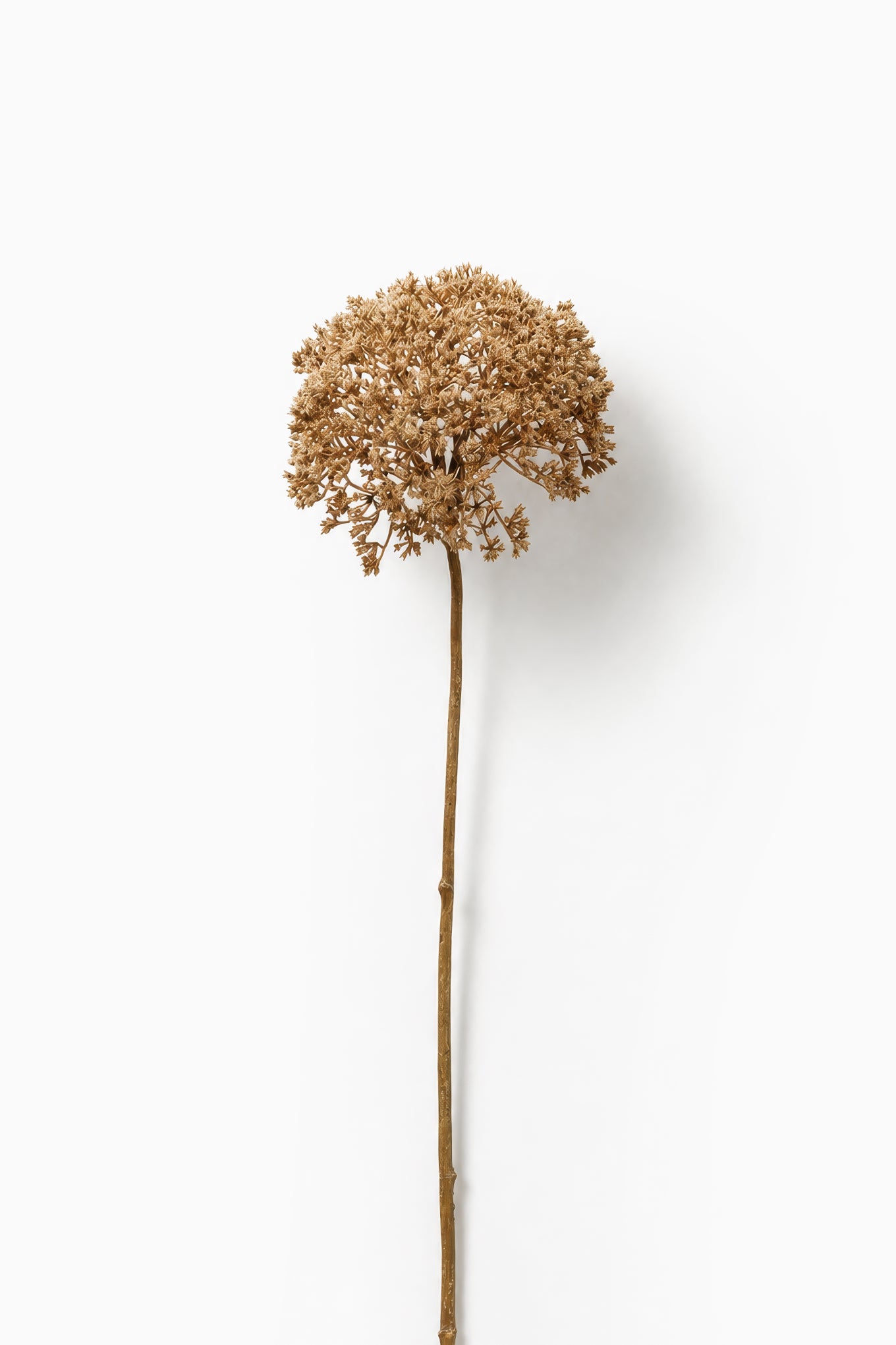 Dried Achillea Beige
