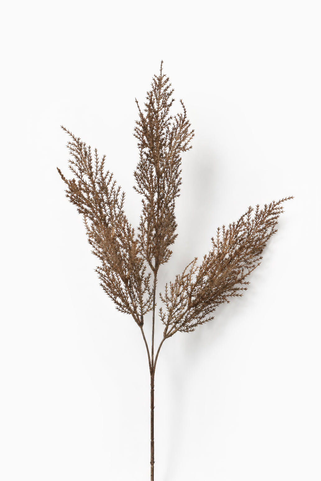 Dried Astilbe
